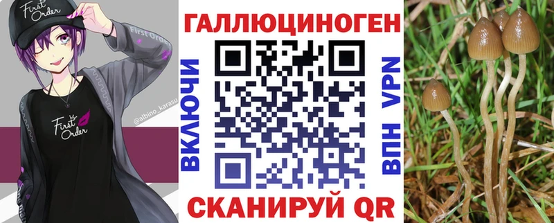 Галлюциногенные грибы Psilocybine cubensis  Ачхой-Мартан 
